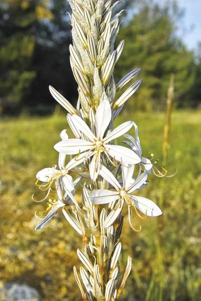 Asphodeline Taurica